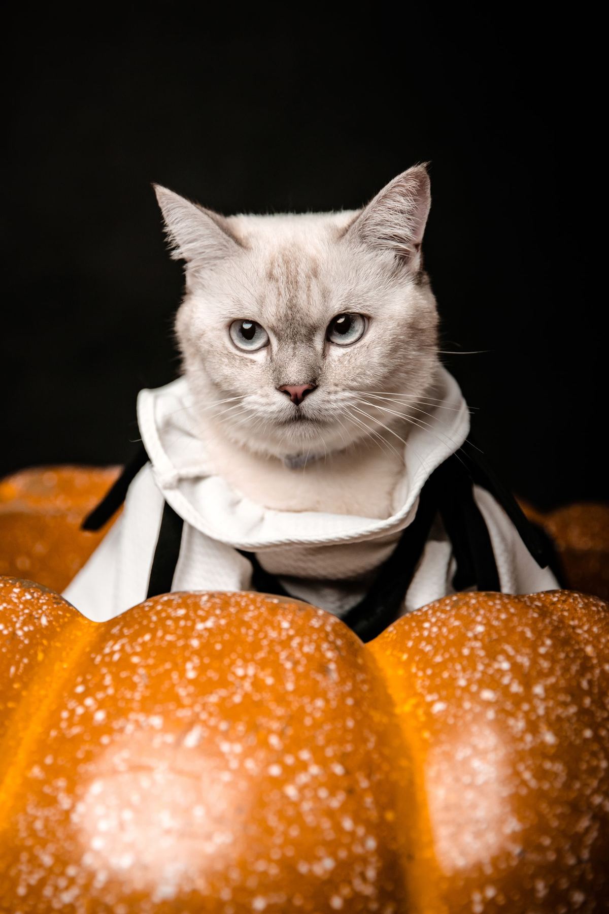 Katze in gestreiftem Halloween-Kostüm hinter zwei Kürbissen