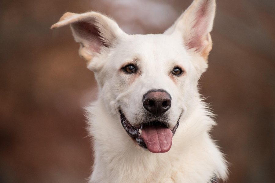 Weißer Schweizer Schäferhund schaut freundlich in die Kamera
