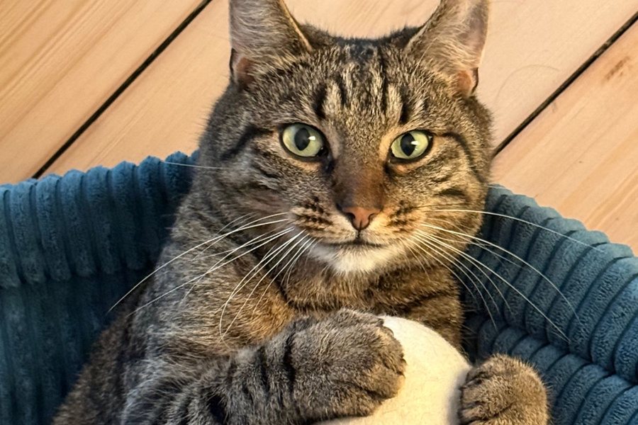 Getigerter Kater Bobby liegt in einem blauen Körbchen und hält einen weißen Ball mit den Pfoten
