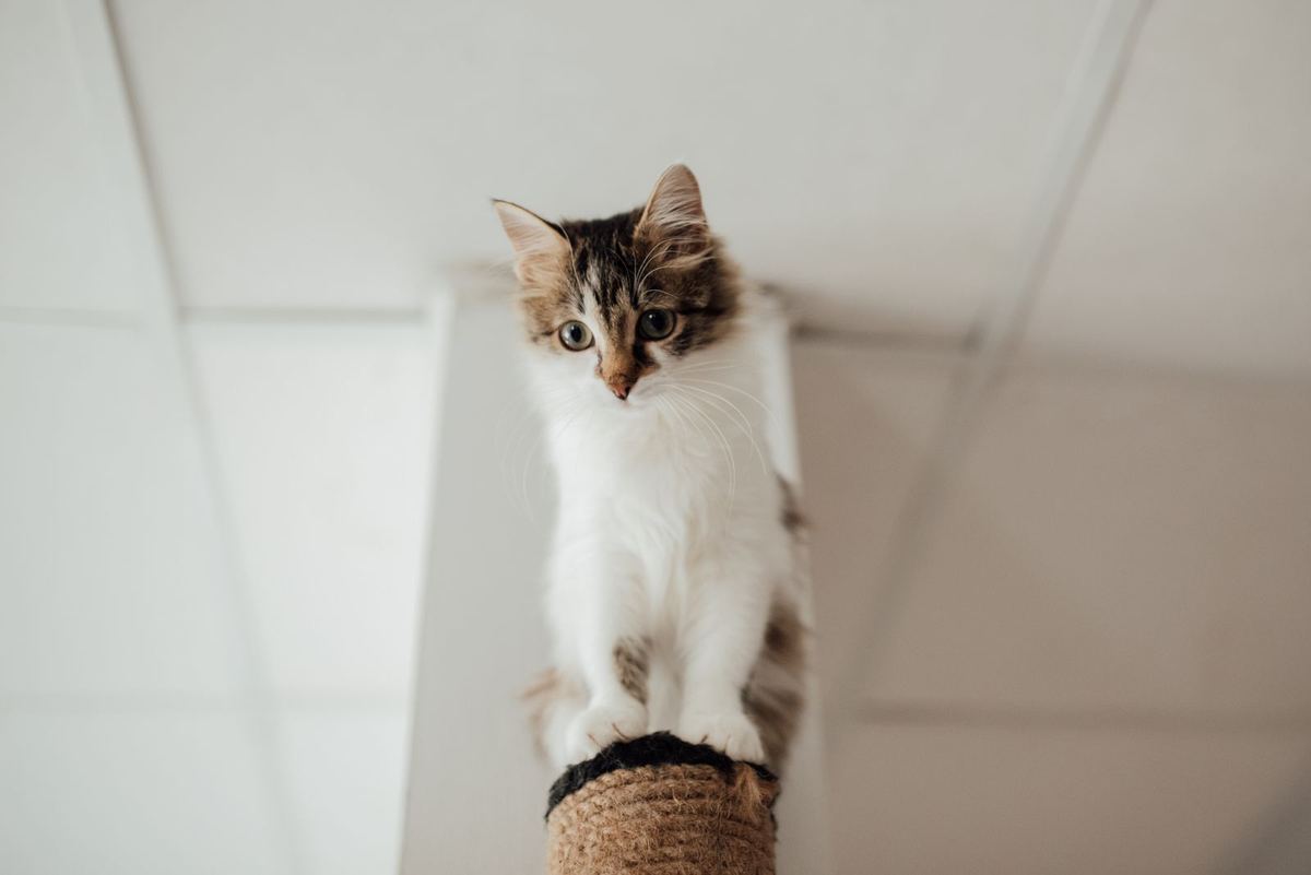 Getigerte Katze sitzt oben auf einem Sisal-Kratzbaum