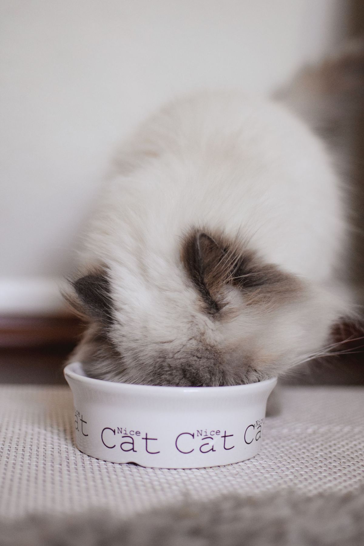 Flauschige Ragdoll-Katze frisst aus einem Napf