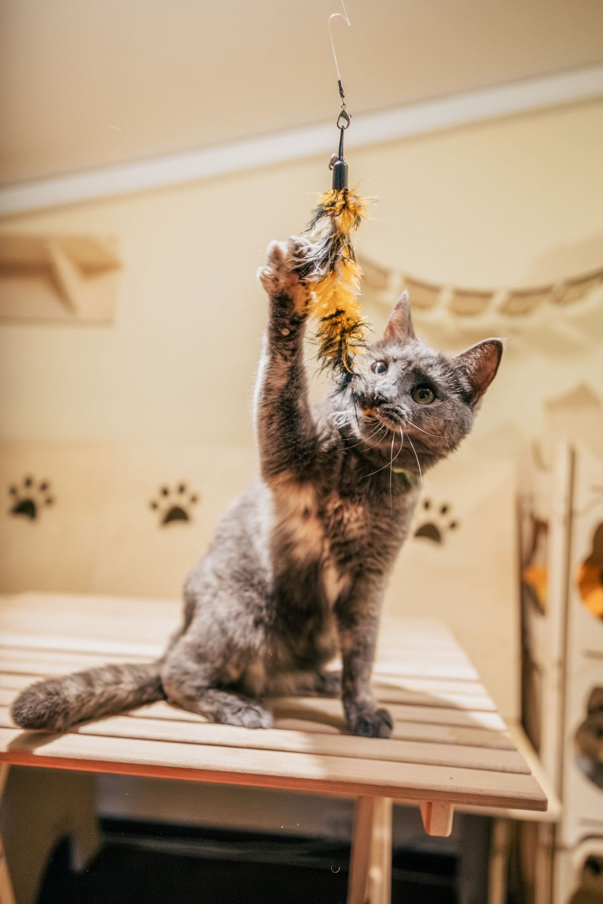 Graue Katze streckt sich nach einer Federangel