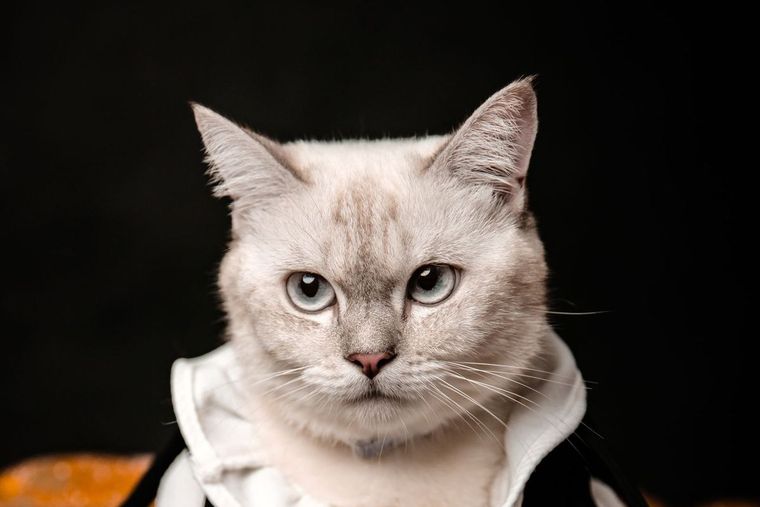 Katze in gestreiftem Halloween-Kostüm hinter zwei Kürbissen