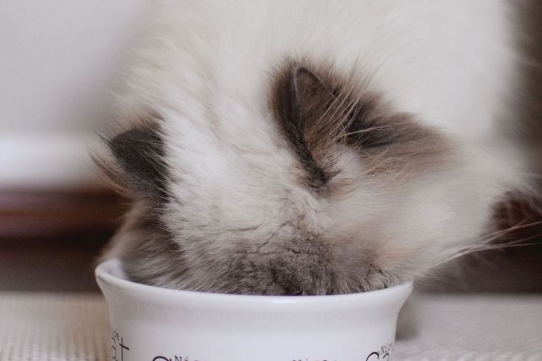 Flauschige Ragdoll-Katze frisst aus einem Napf