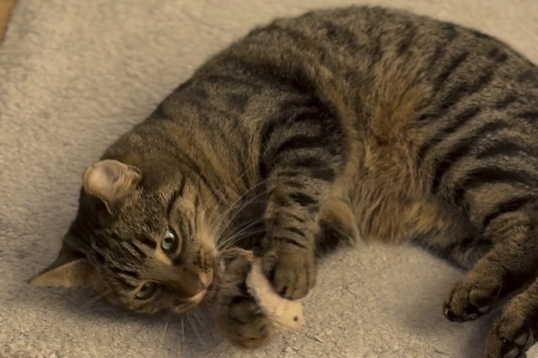 Getigerter Kater liegt auf einem Teppich und hält eine Plüschmaus mit den Pfoten