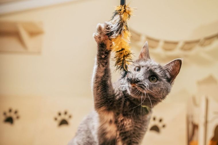 Graue Katze streckt sich nach einer Federangel
